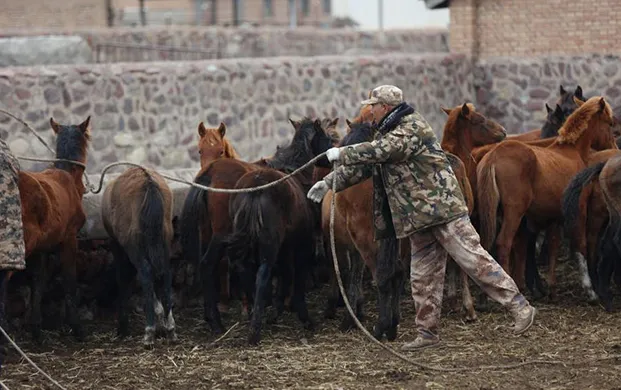 山丹马场创新引入手提式液氮罐 低温烙印技术护航马驹科学管理