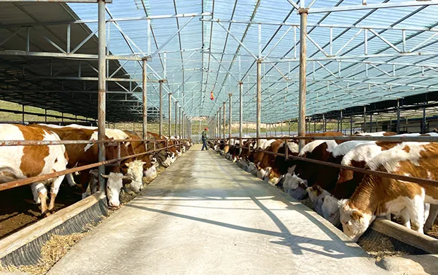 液氮罐便携式科技赋能畜牧业：看张家川红花牛如何以创新锁“鲜”