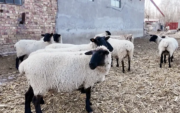 液氮冷藏罐技术护航 良种繁育助力乡村畜牧产业振兴